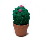Plants you cannot kill: Tiny Cacti