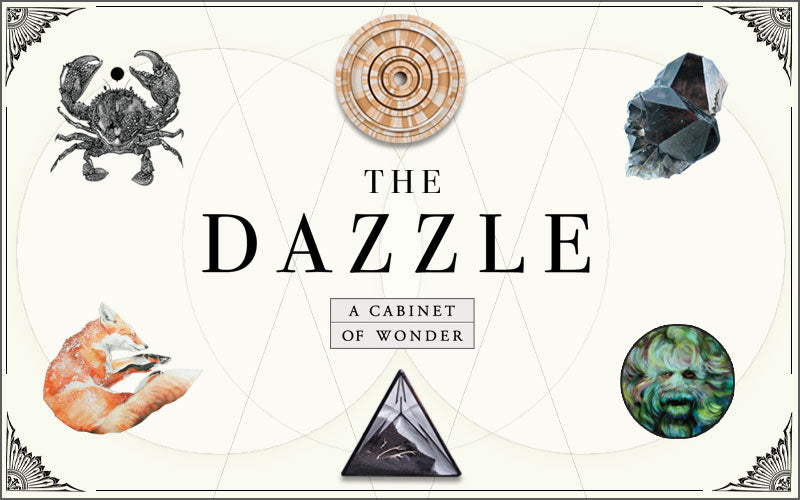 the dazzle